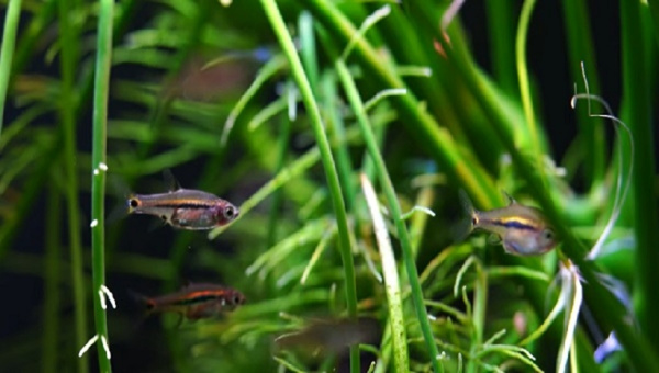 Least Rasbora