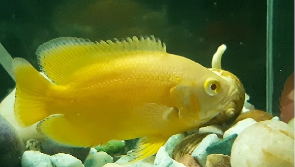 Lemon Oscar Fish