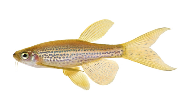 Leopard Danio Species Summary