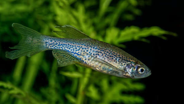 Leopard Danios Appearance