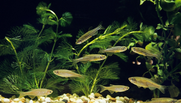 Leopard Danios Breeding