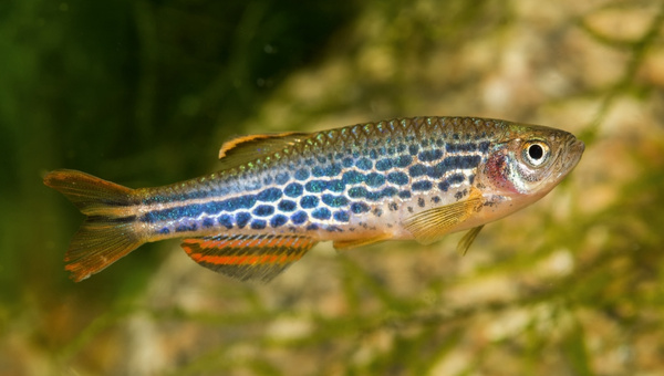 Leopard Danios Size and Growth Rate