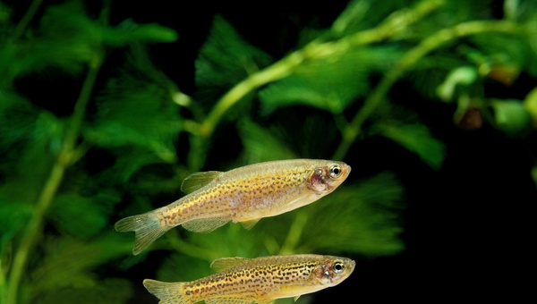 Leopard Danios Temperament and Behavior