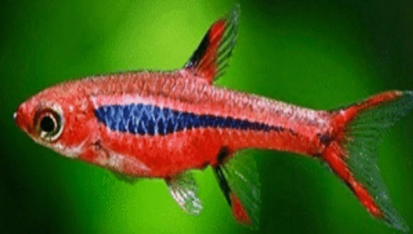 Mosquito Rasbora