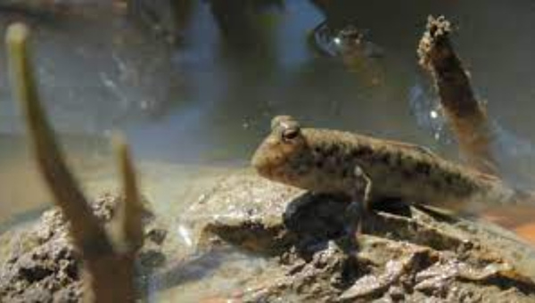 Mudskipper Fish