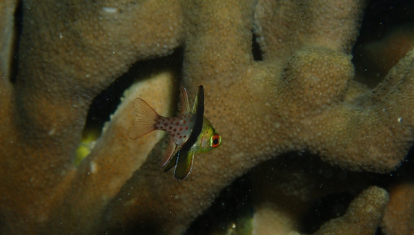 Pajama Cardinal Breeding