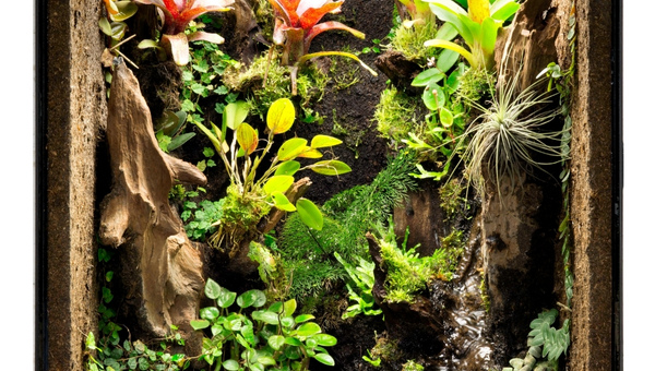 Paludarium