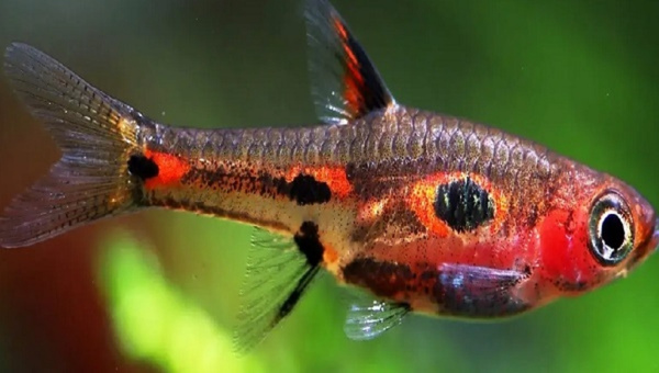 Phoenix Rasbora