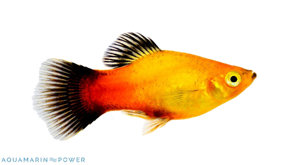 Platy Fish Behavior & Temperament