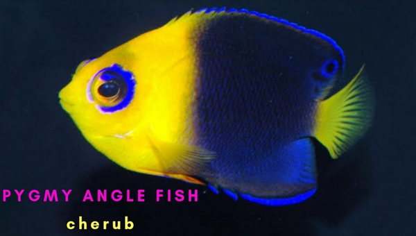Pygmy Angelfish Appearance