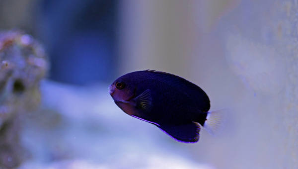 Pygmy Angelfish Care