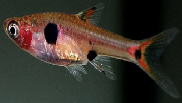 Pygmy Rasbora