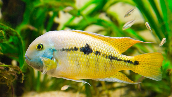 Rainbow Cichlid