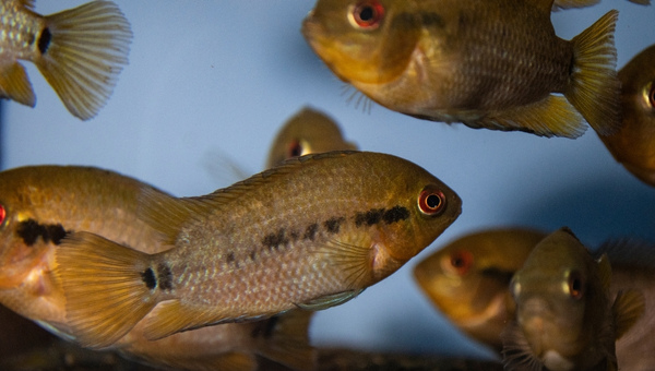 Rainbow Cichlid Behavior and Temperament