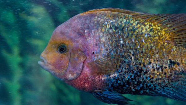 Rainbow Cichlid Common Possible Diseases