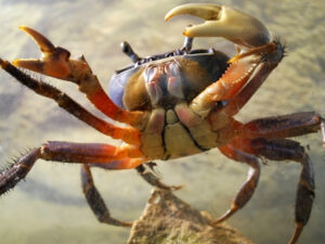 Rainbow Crab