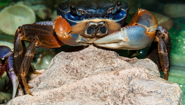 Rainbow Crab Appearance