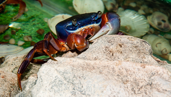 Rainbow Crab Behavior And Social Temperament