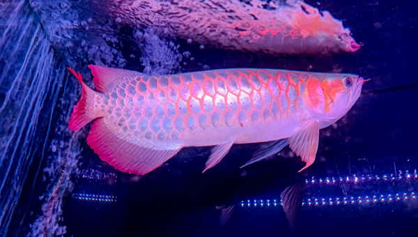 Red Arowana Appearance