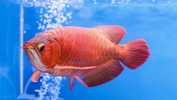 Red Arowana Monitoring Water Conditions