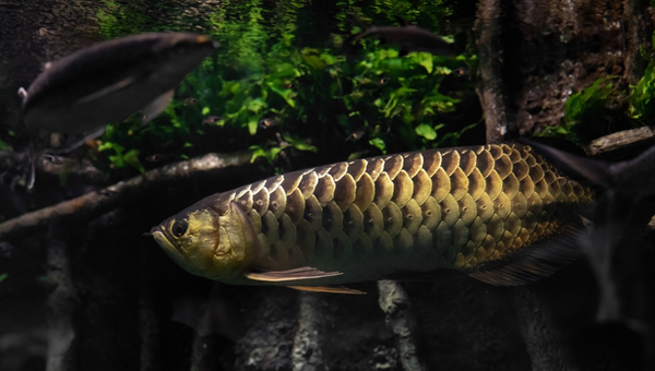 Red Arowana Tank Decorations