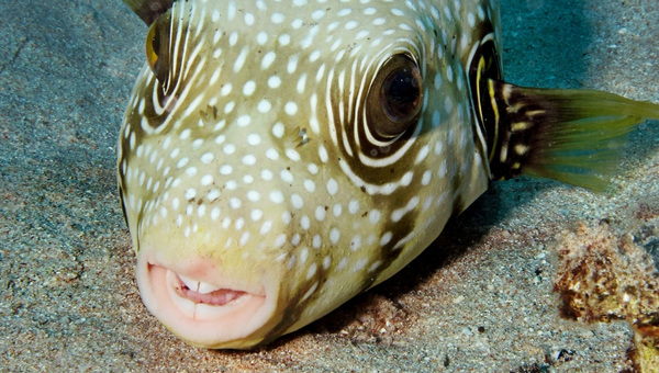 Red Eye Puffer Appearance