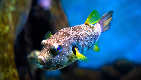 Red Eye Puffer Breeding