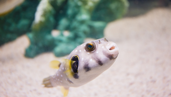 Red Eye Puffer Species Summary