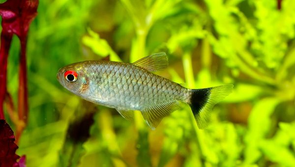 Red Eye Tetra Appearance