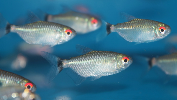 Red Eye Tetra Behavior & Temperament