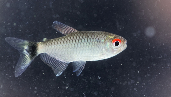 Types Of Tetra Red Eye Tetra