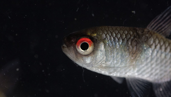 Red Eye Tetra Species Summary