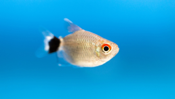 Red Eye Tetras Gestation Period And Pregnancy Symptoms