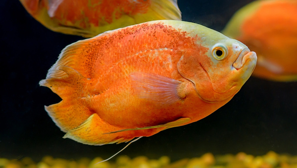 Red Oscar Fish