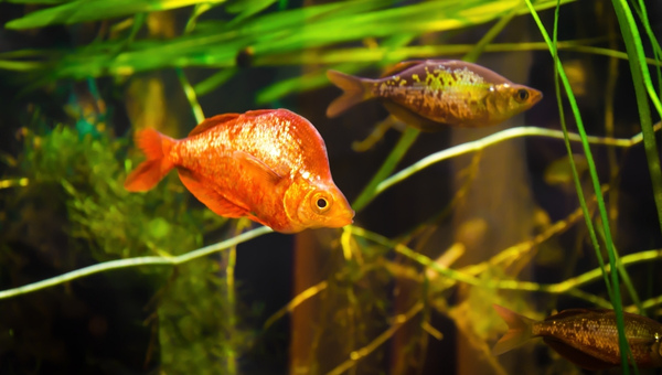 Red Rainbowfish Appearance