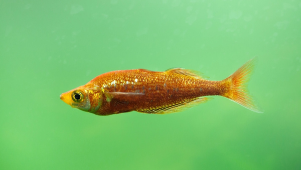Red Rainbowfish Behavior & Temperament