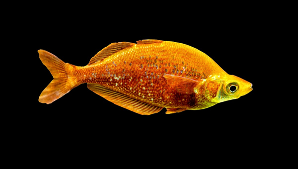 Red Rainbowfish Size And Growth Rate