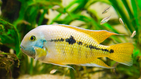 Red Terror Cichlid Appearance