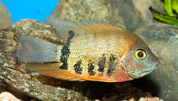 Red Terror Cichlid Breeding