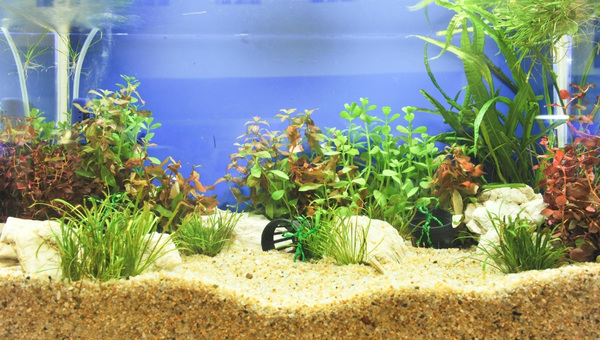 Rotala Indica Size And Growth Rate