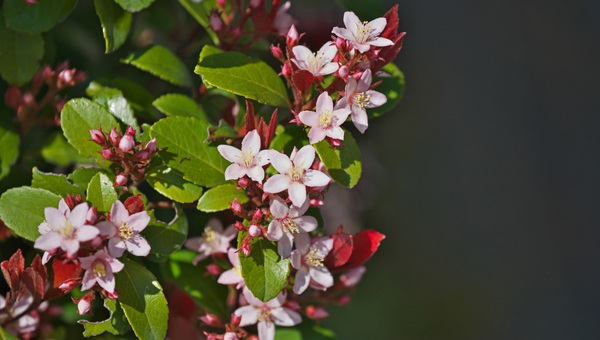 Rotala Indica Species Summary