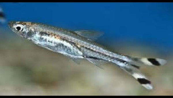 Scissortail Rasbora