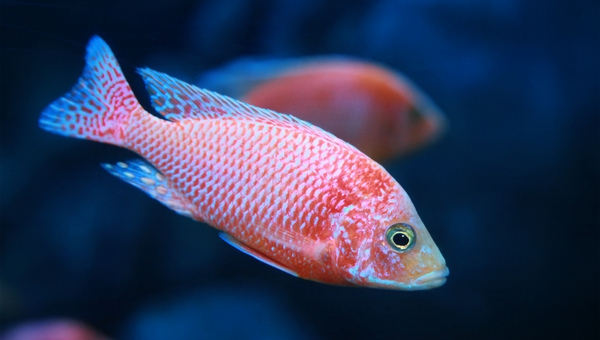 Strawberry Peacock Cichlid Behavior and Temperament