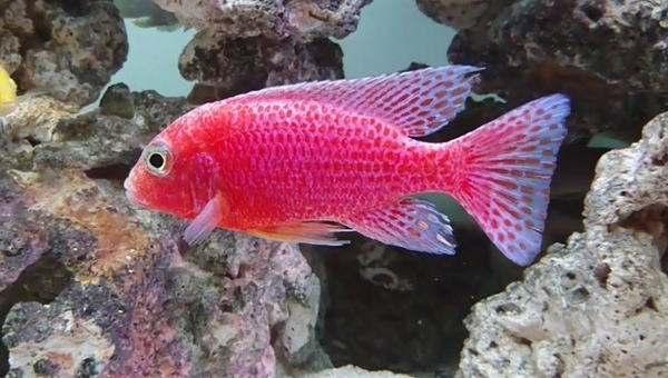 Strawberry Peacock Cichlid Feeding Frequency