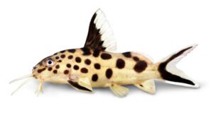 Synodontis Catfish