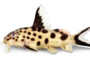 Synodontis Catfish