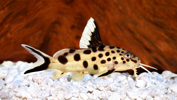 Synodontis Catfish