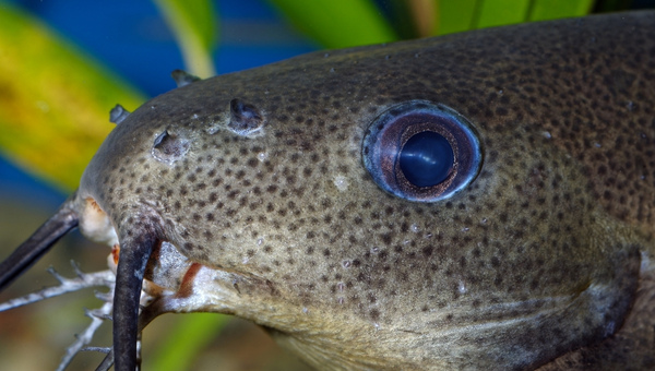 Synodontis Catfish Appearance