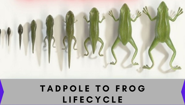 Tadpole to Frog Lifecycle