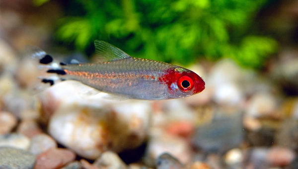 Tetras